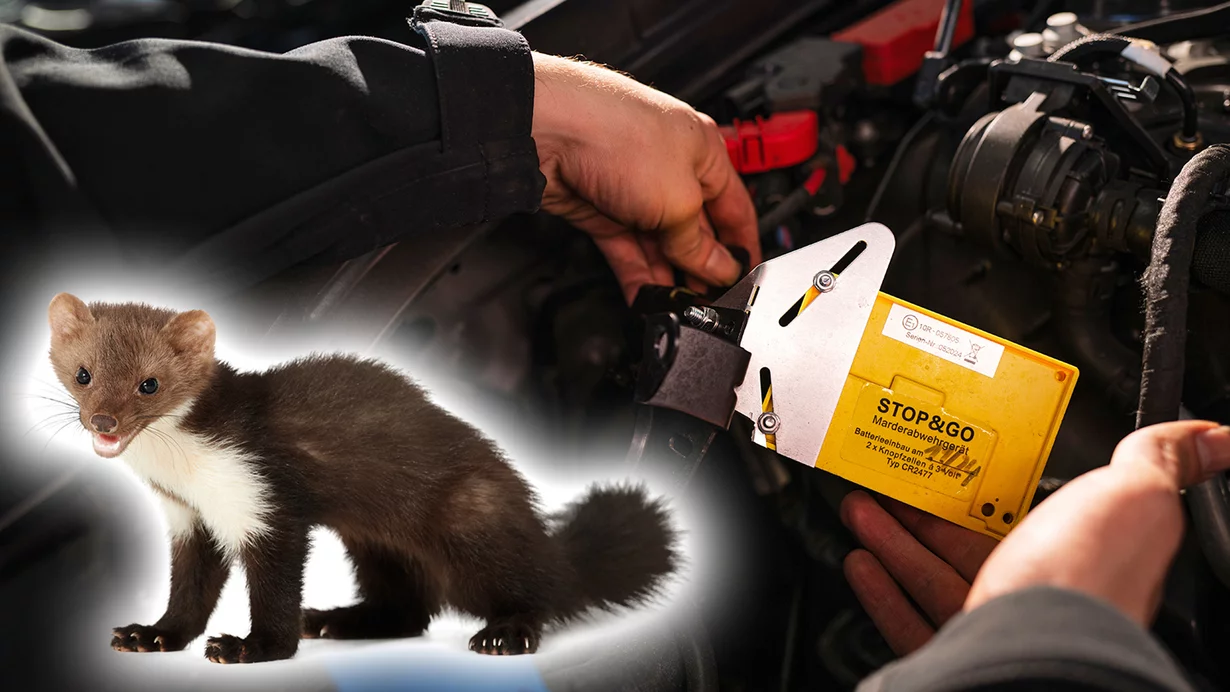 
										La protection contre les martres prot&egrave;ge les voitures des clients
									